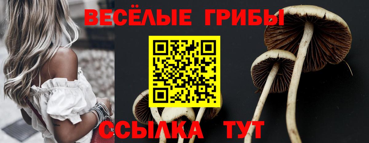 Волхов  Псилоцибиновые грибы Cubensis  Вход с VPN 